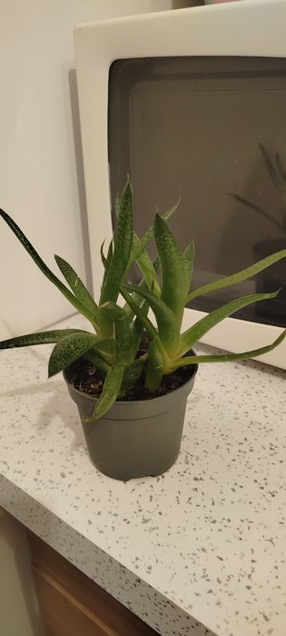 Roślina doniczkowa. Gesteria