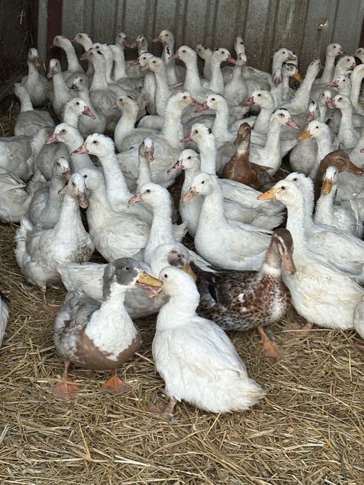 Kaczki Pekin i mulard