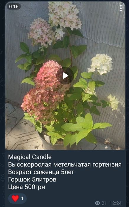 Цветущая метельчатая гортензия (горшок 5литров)