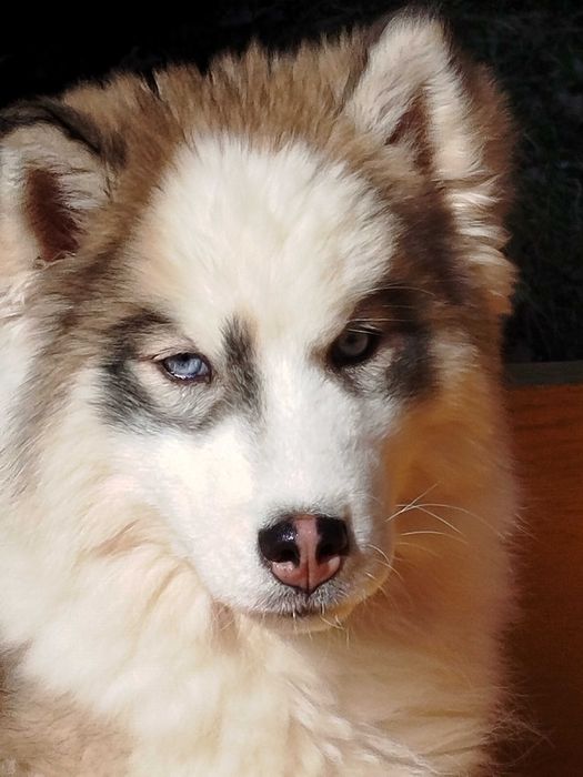 Siberian Husky piesek tel.-575302039