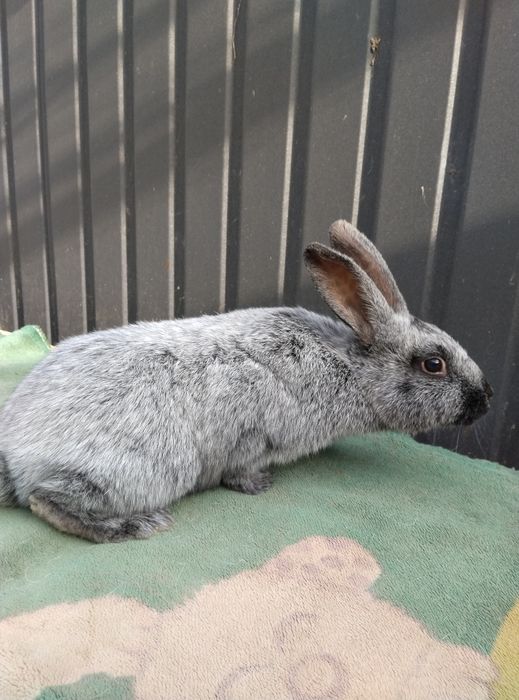 Кролі ПС кроленята