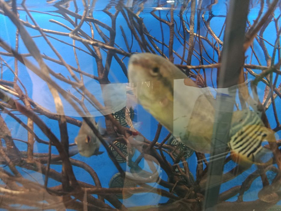 Gourami snakeskin