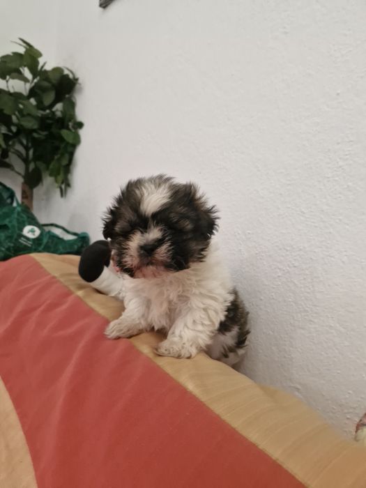 Shituz macho vacinado e desparesitado Shituz