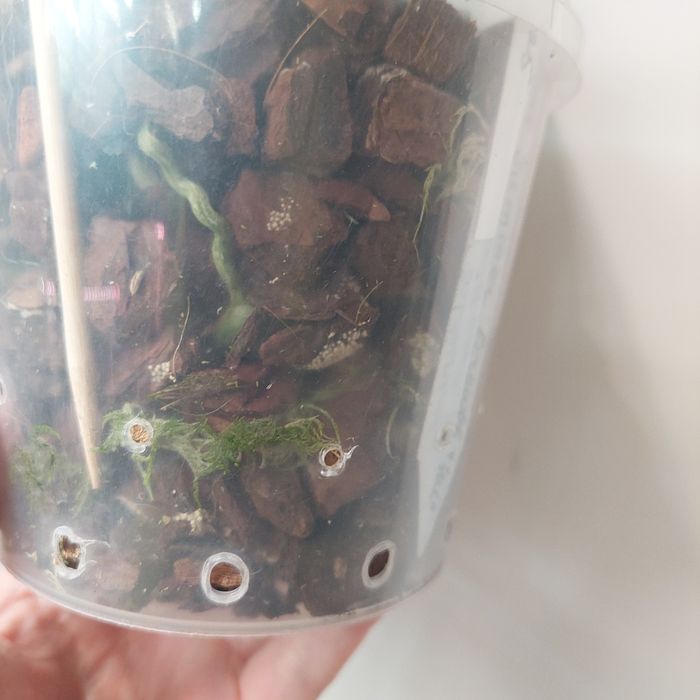 Орхідея фаленопсіс phal. Summer Breath