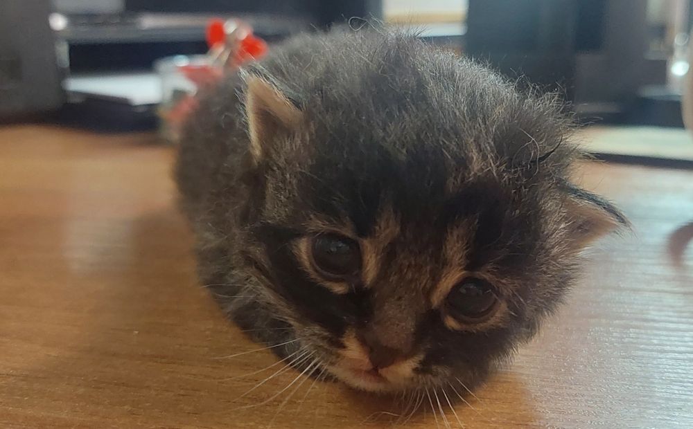 Кошеня шукає родину