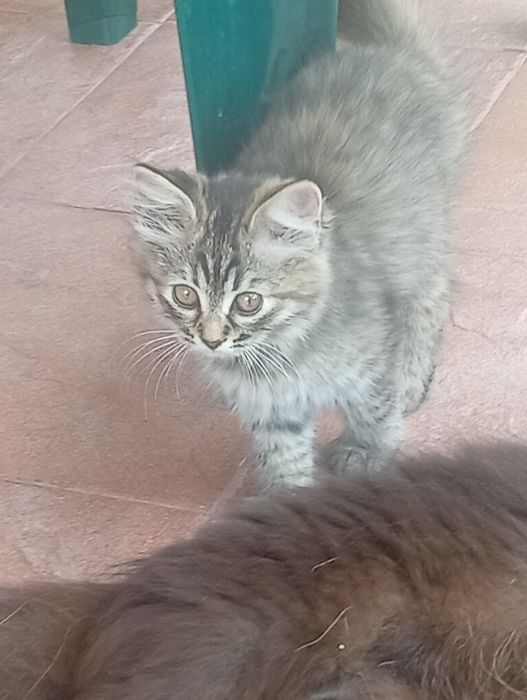 Отдам котят с доплатой