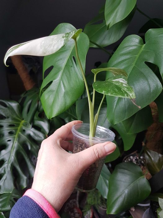 Monstera deliciosa variegata