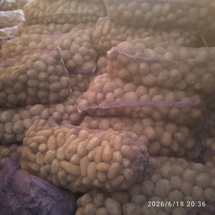 Продам картошту  Белороса, лимонка