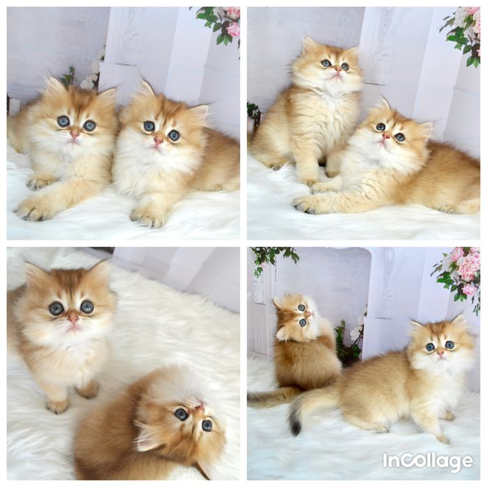 Британские котята золотая шиншилла