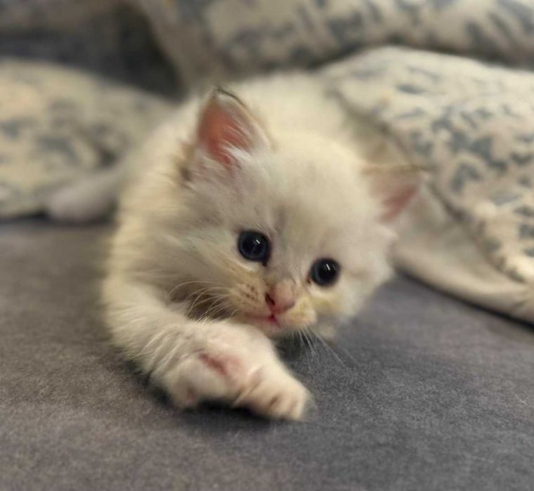 Kotka Neva Masquerade " Różyczka " ZAREZERWOWANA