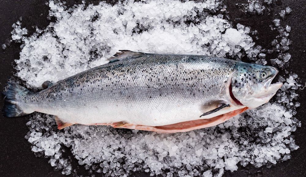 Охолоджені тушки лосося Норвегія