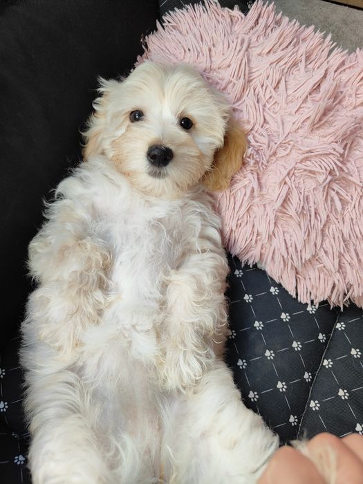 Maltipoo F1 suczka maltańczyk i pudel toy