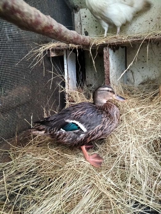Casal garnizos de poupa e pata brava