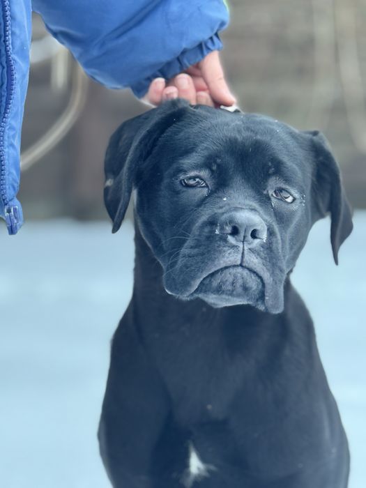 Чудова дівчінка Кане Корсо (Cane Corso Italiano)