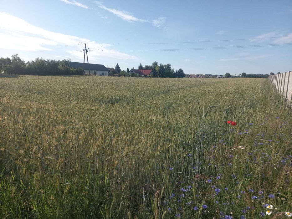 Działka budowlana w Strykowie ul. Łanowa