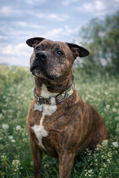 Bruno - Pies w typie amstaffa do adopcji