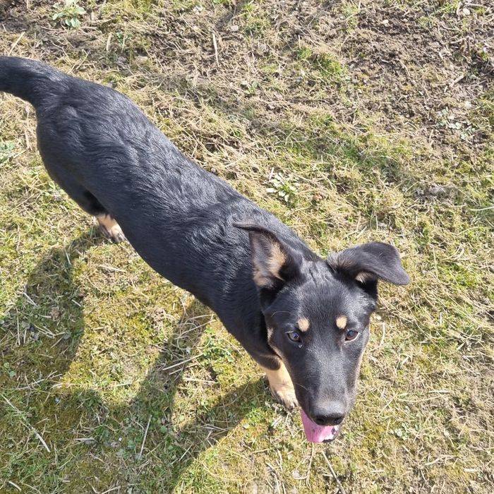 Собаки в добрі руки