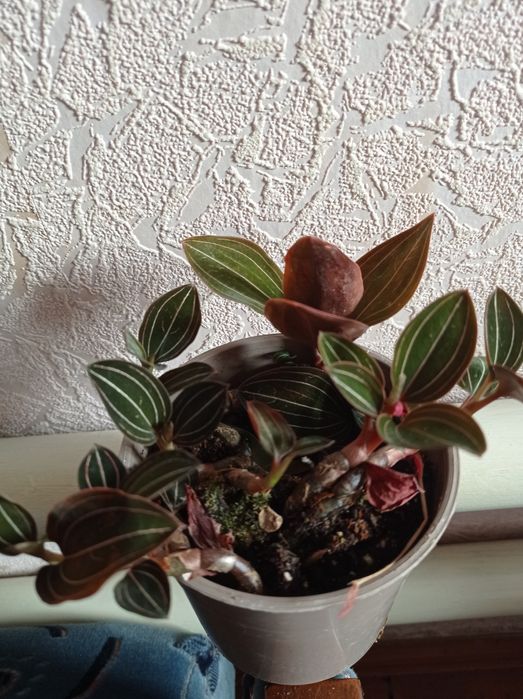 Орхидея Лудизия.