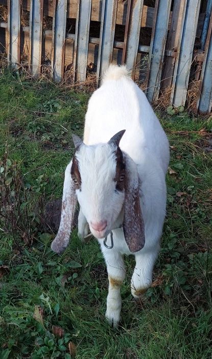 100% Англонубійський козел