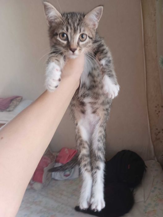 Кошенята . Хлопчик і дівчинка шукають дім