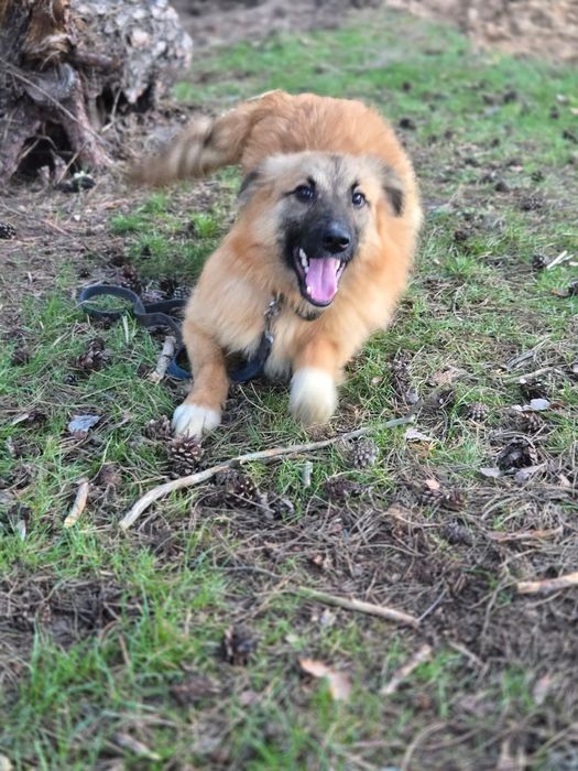 Отдам пса - компаньона, 8 месяцев