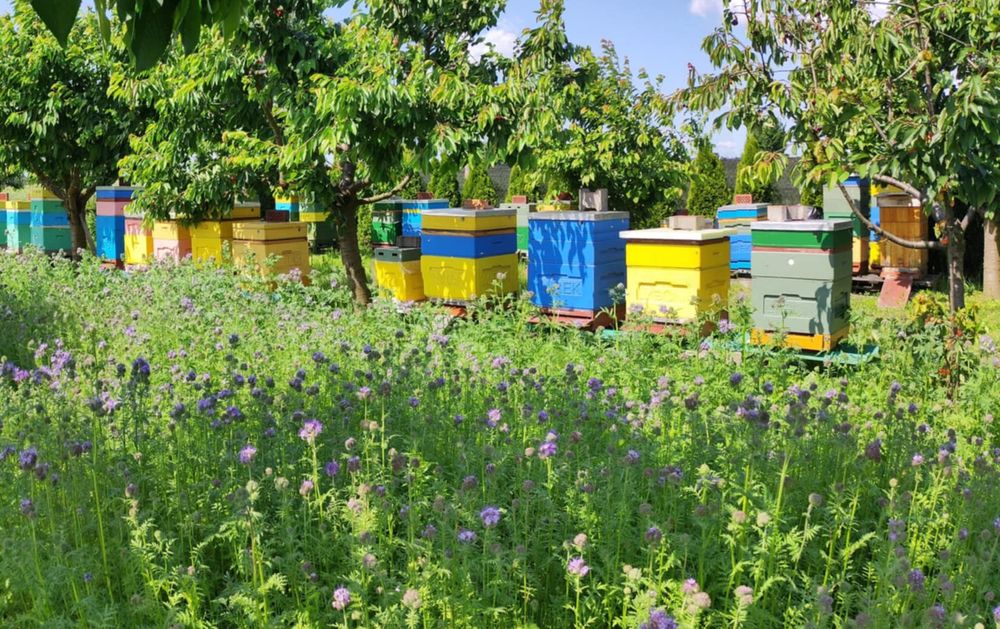 Miód  z własnej  pasieki