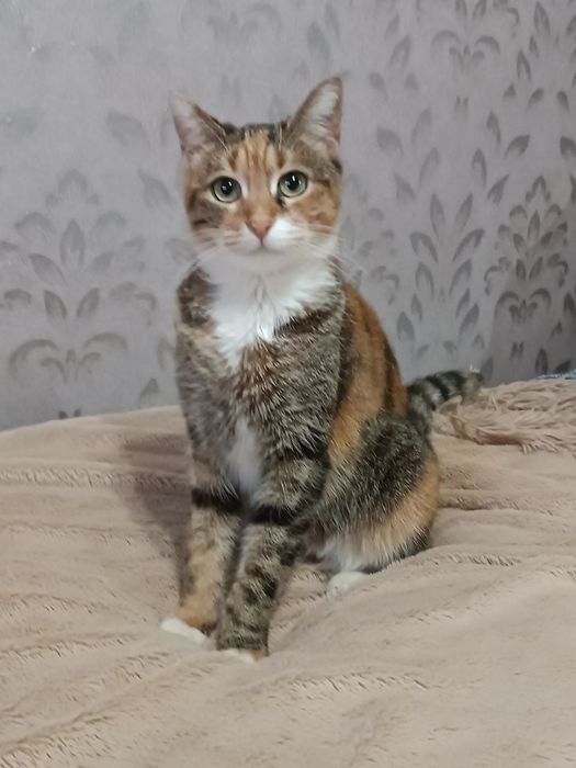 Отдам даром в добрые руки зеленоглазую трехцветную кошечку