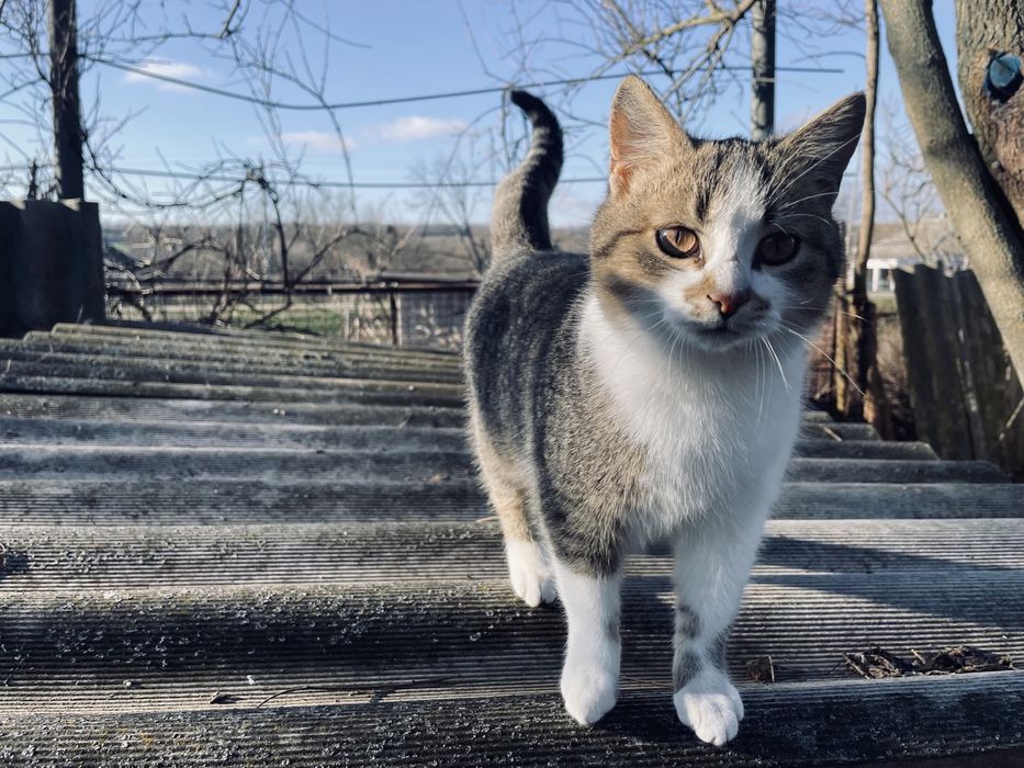 Кошенята безкоштовно