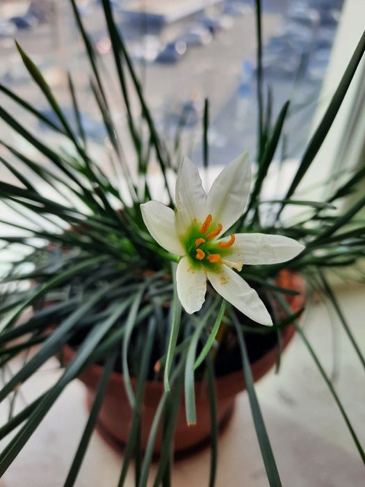 Чудесный комнатный нарцисс Зефирантес белый  цветки, молодой недорог