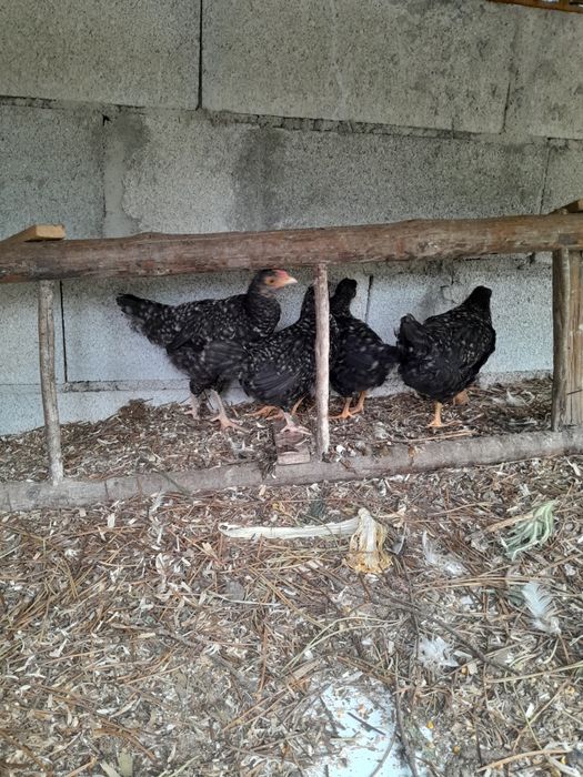 Pintos pedres disponível