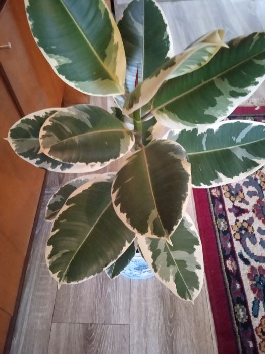 Продам фікус великий
