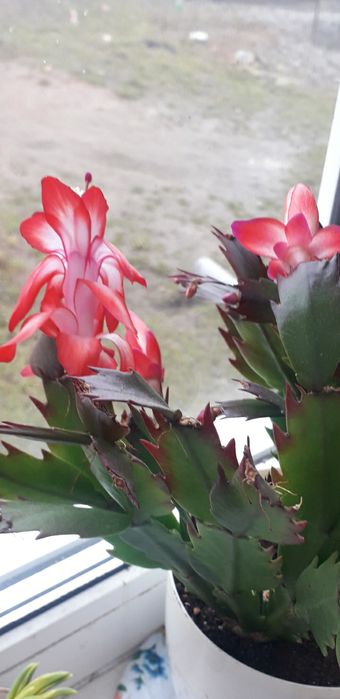 Декабрист білий, червоний і рожевий з білою серединкою