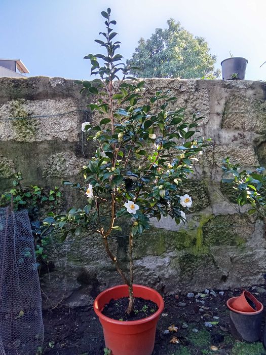 Camélia flor branca