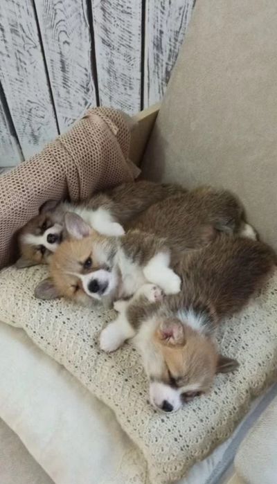 Милые щеночки Корги. Питомник