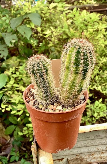 Lobivia aurea Variegata