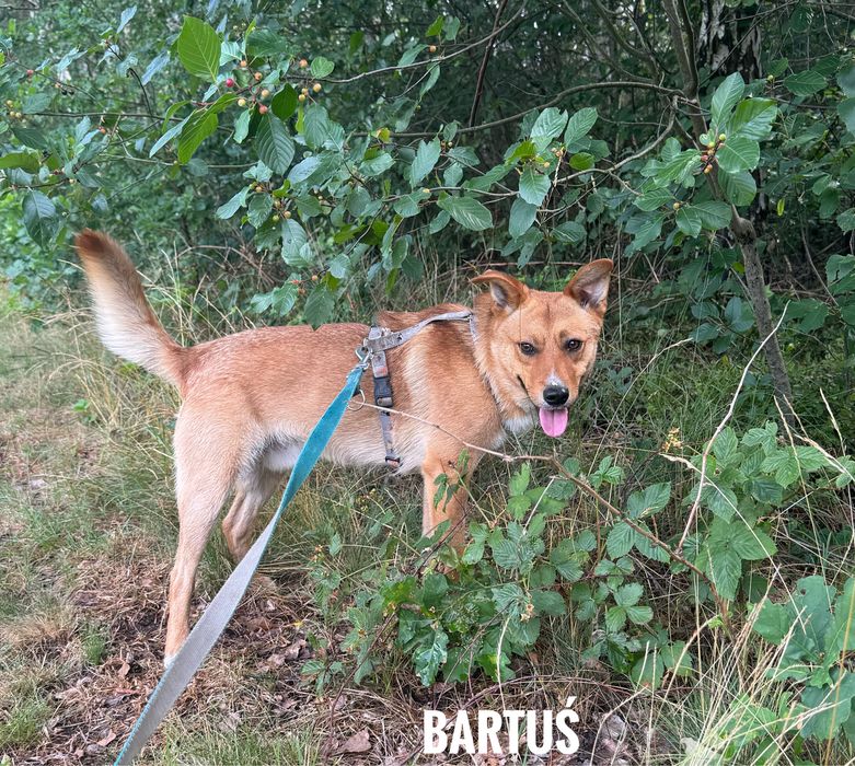 Kochany, proludzki, 1 rok. Bartuś adopcja