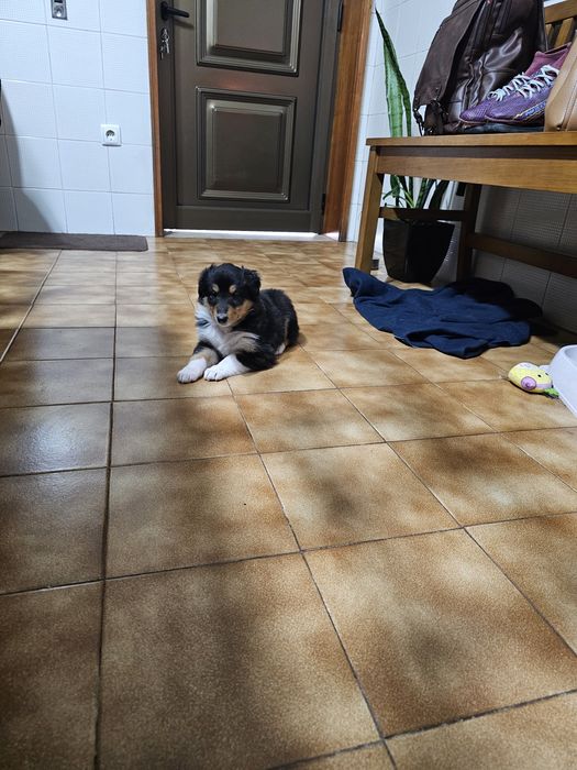 Rough collie fêmeas