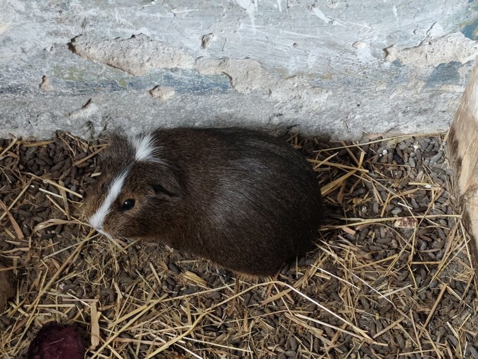 Świnki morskie polecam