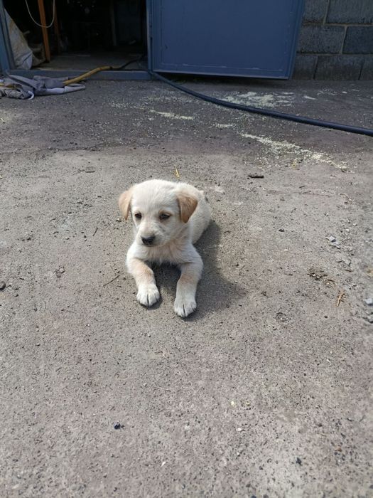 Безкоштовно цуценята