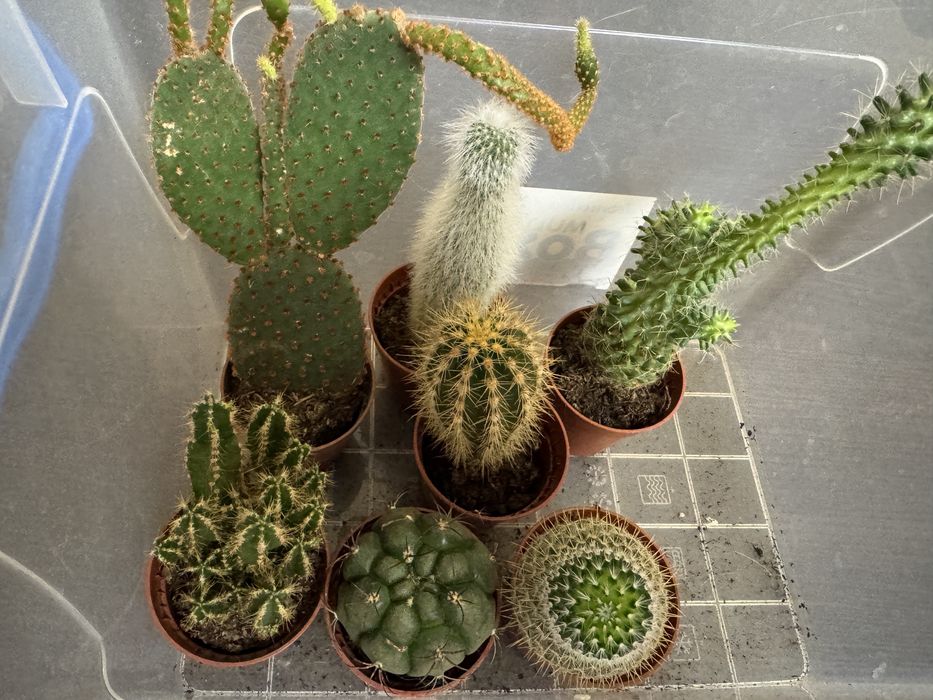 Продам набір кактусів