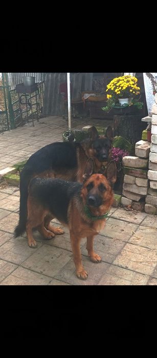 Щенки нем овчарки