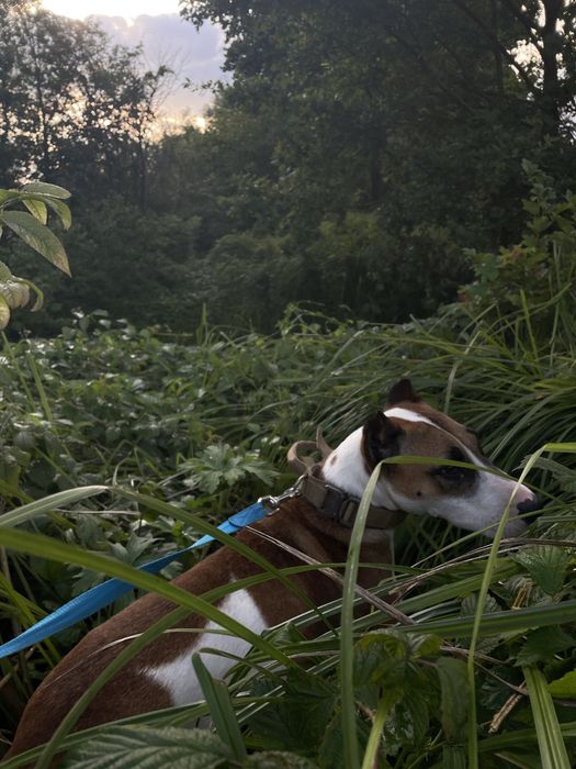 Віддаю собачку в хорошу сімю