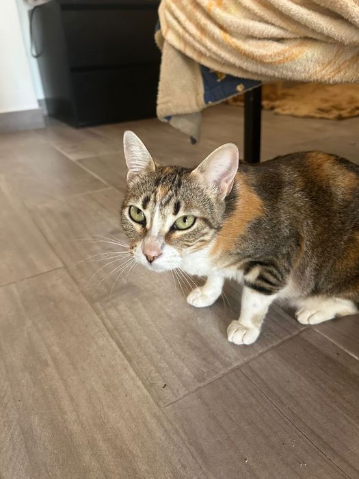 Gatinhos e Gatos para Adoção