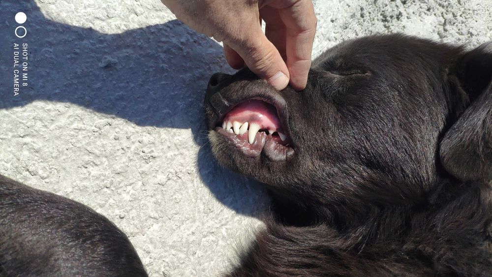 майоркская овчарка ка де бестиар