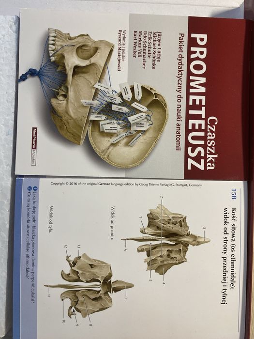 Czaszka PROMETEUSZ, pakiet dydaktyczny do nauki anatomii