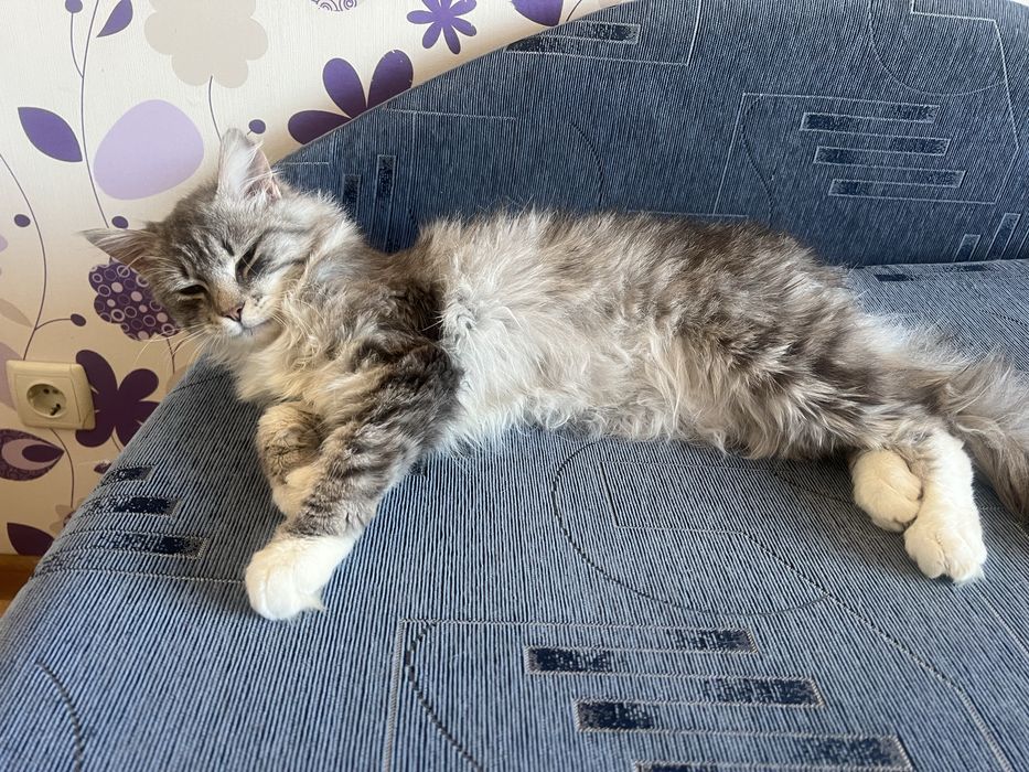 Котик в добрі руки