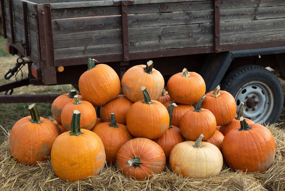 Продам насіння гарбуза