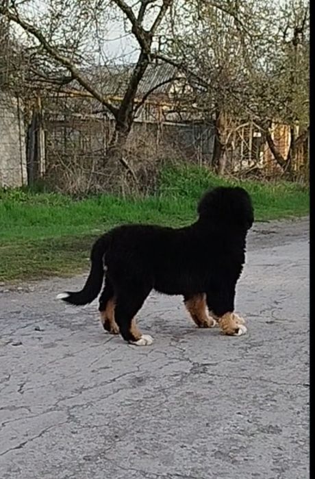 Девочка Таллина, 3.5 месяца.КСУ.