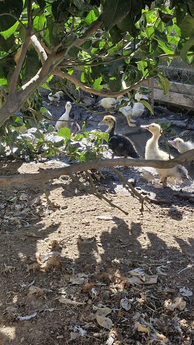 Patos mudos e garnizos