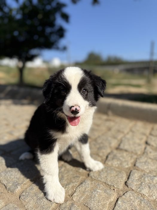Border Collie fêmea